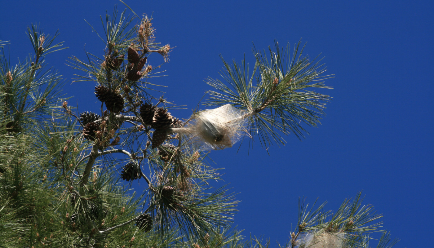 Comment éviter les nids de chenilles processionnaires dès cet hiver ?